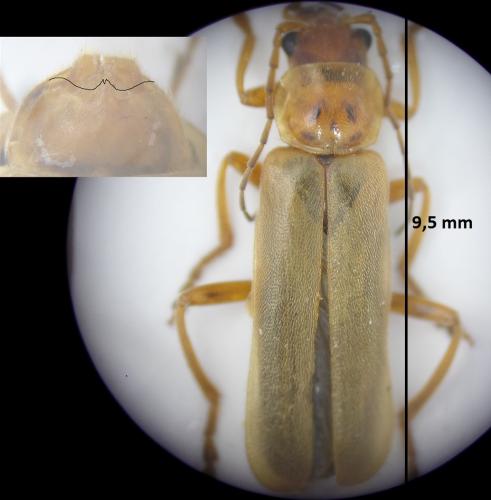 Cantharis rufa